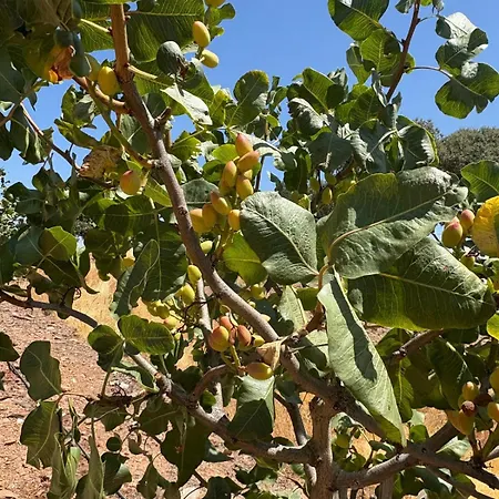 Herdade Dos Calvinos Eco-monte