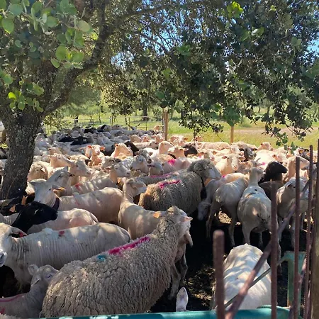 Casa vacanze Herdade Dos Calvinos Eco-monte *