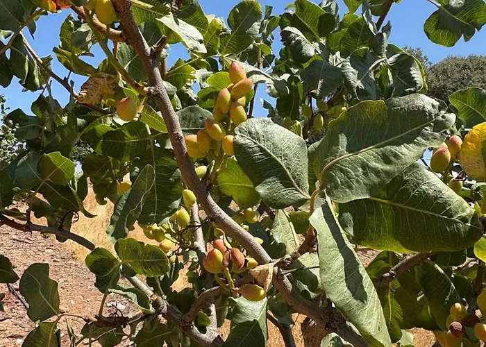 Herdade Dos Calvinos Eco-monte