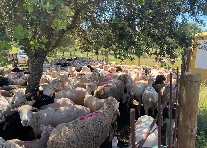 Casa vacanze Herdade Dos Calvinos Eco-monte *